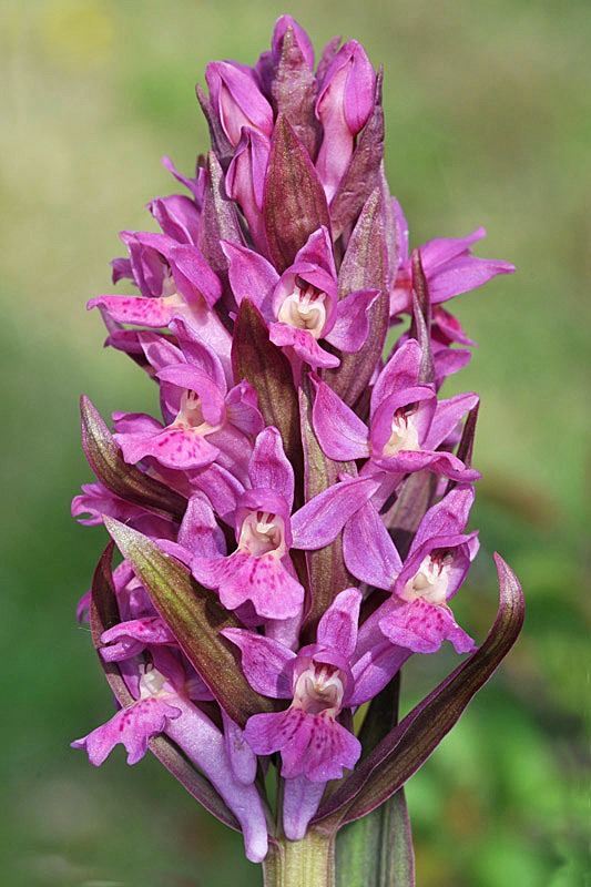 Dactylorhiza-sambcina29a (2).jpg