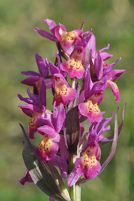 Dactylorhiza-sambcina28b (2).jpg