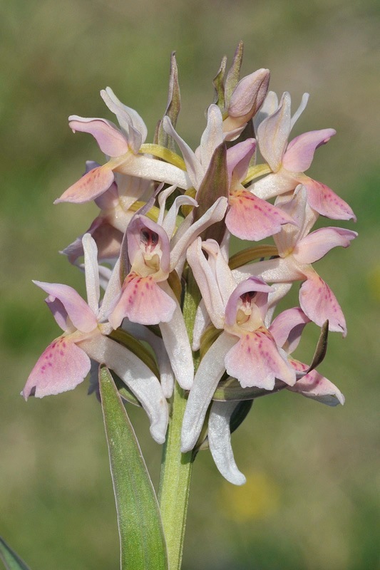 Dactylorhiza-sambucina1a.jpg