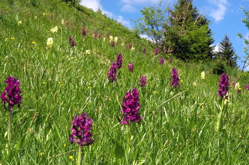 Dactylorhiza-sambucina.jpg