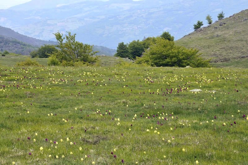 Dactylorhiza-sambucina3b.jpg