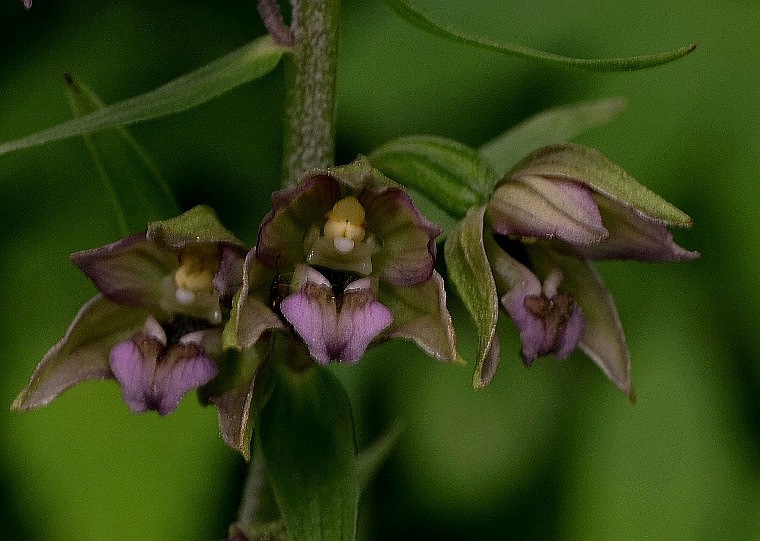 Epipactis helleborine_0007 - Copia.JPG