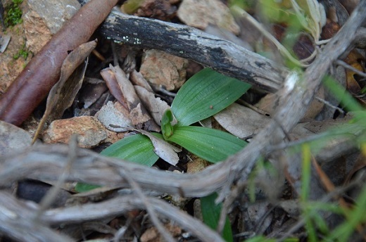 o.fusca lucifera 2.jpg