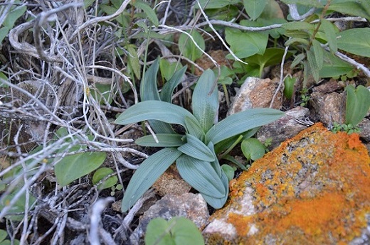 o.crabronifera virescens 2.jpg