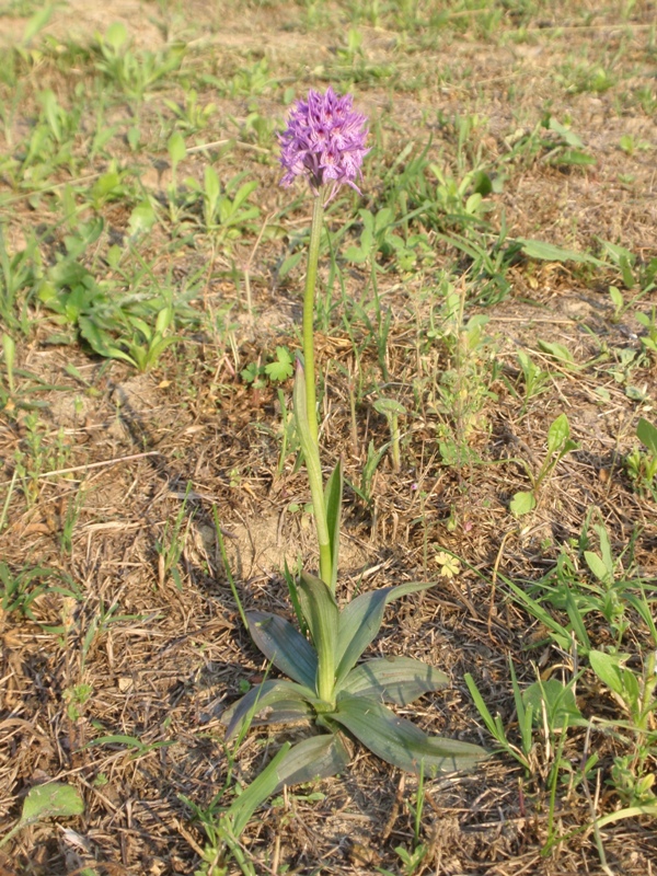 Neotinea tridentata 30 apr.JPG