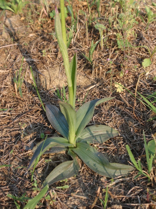 Neotinea tridentata 30 aprile.JPG