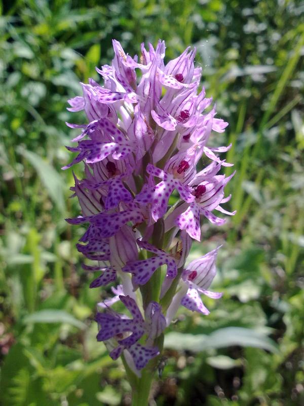 Neotinea tridentata 22 mag.jpg