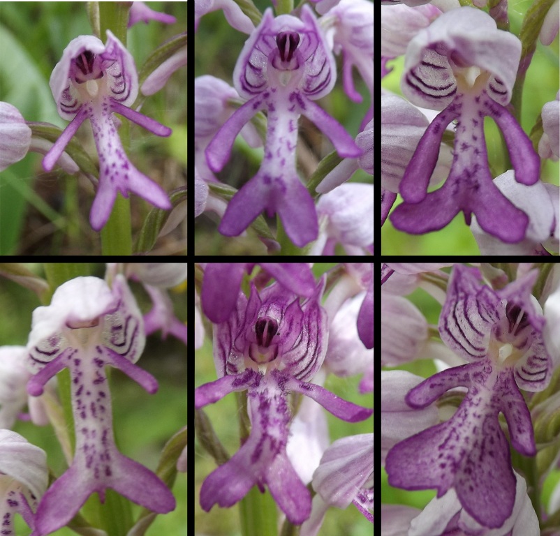 Variabilità Orchis Militaris.jpg