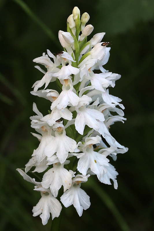 73i-dactylorhiza-maculata subsp. fuchsii-pratizzano-XMG_0979.jpg