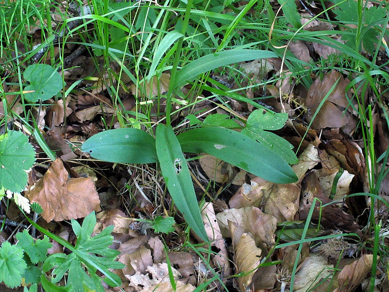 58h-dactylorhiza-maculata subsp. fuchsii-pratizzano-CMG_1105.jpg