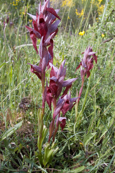 S. cordigera subsp. lucana 8948.jpg