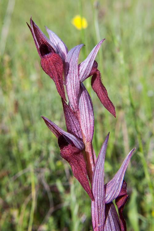 S. cordigera subsp. lucana 8934.jpg