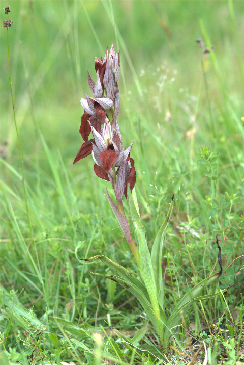 S. cordigera subsp. lucana-932.jpg