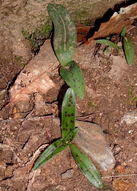 orchis e neotinea-1.jpg