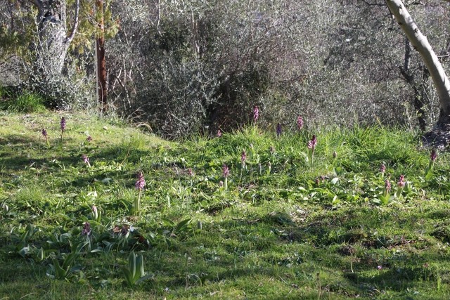 Immagine 183 [640x480] [640x480].jpg