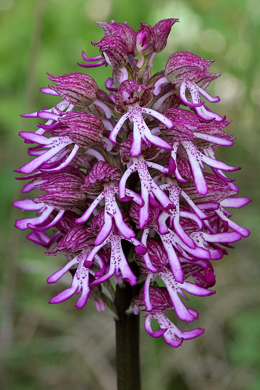 70h-orchis x angusticruris-parco di roncolo-XMG_5591.jpg