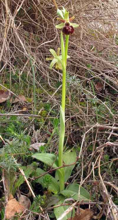 Ophrys sphegodes subsp. sphegodes Miller. 3.jpg