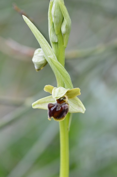 ophrys sphegodes.jpg