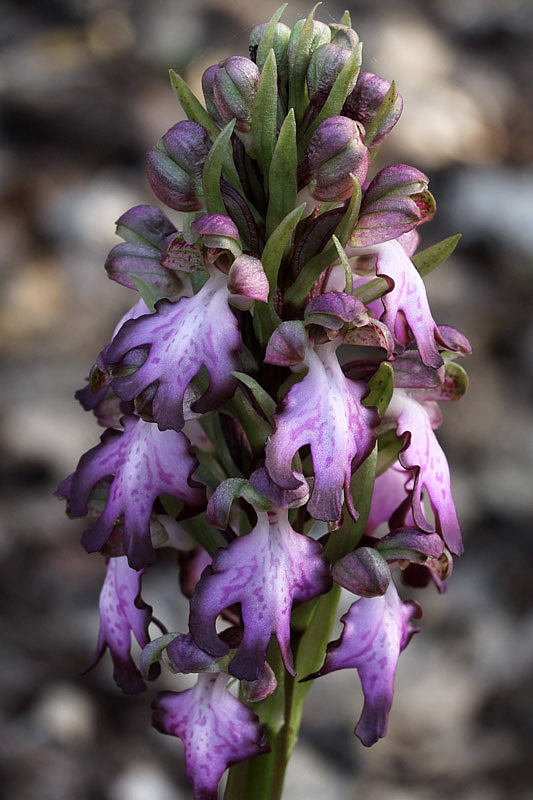 2-himantoglossum-robertianum-borxano-XMG_2853.jpg