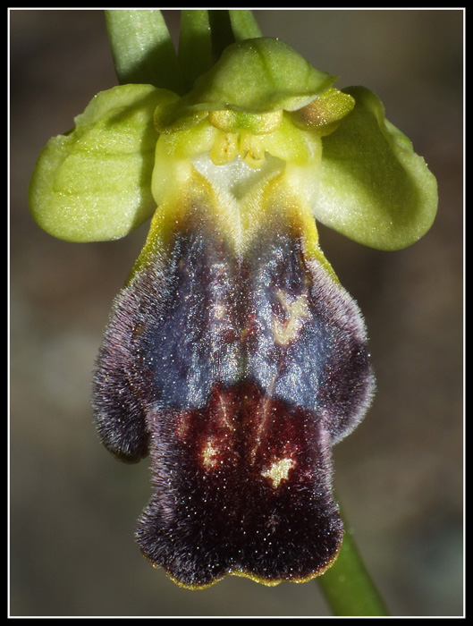 DSCF9049.jpg