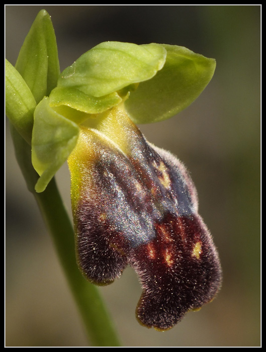 DSCF9051.jpg