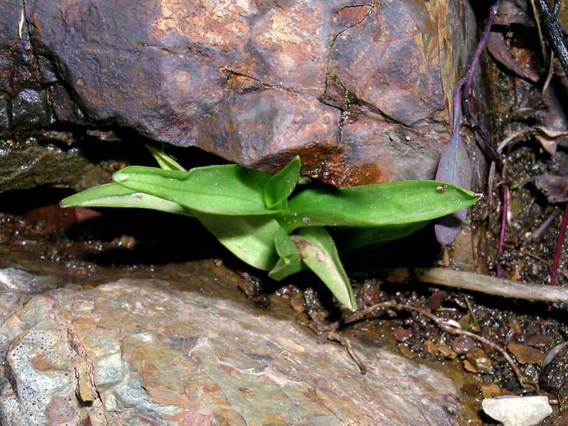 Spiranthes aestivalis++ (2).jpg