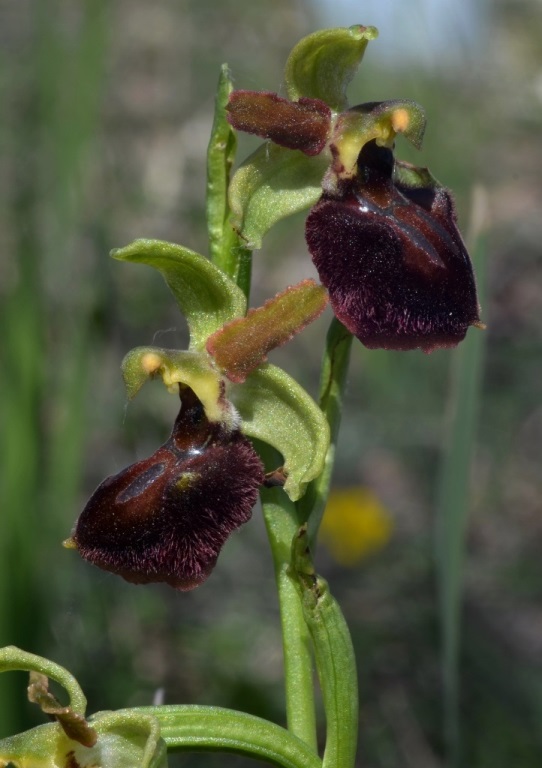 Ophrys sphegodes 0005 (3) -.JPG