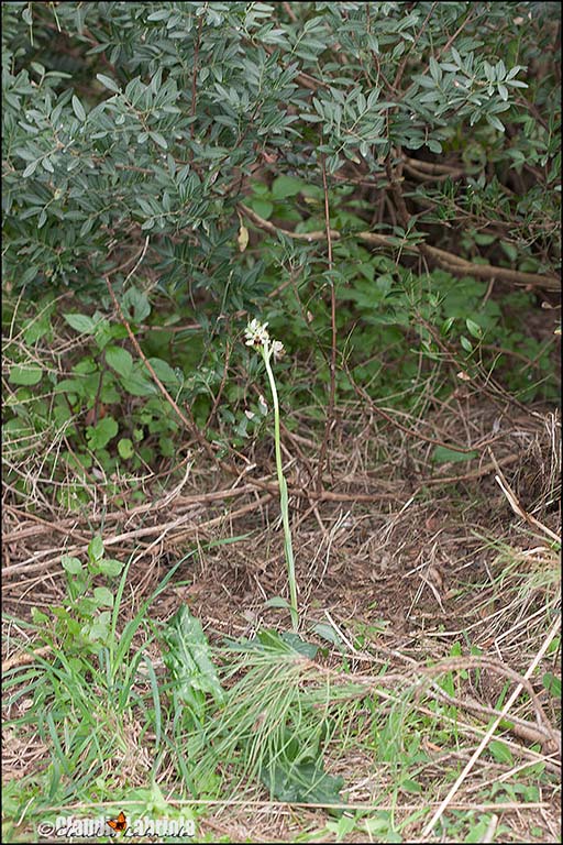 Ophrys_gr_sphegodes_5090_a.jpg