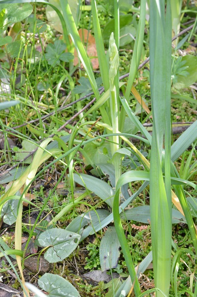 ophrys da determ.jpg