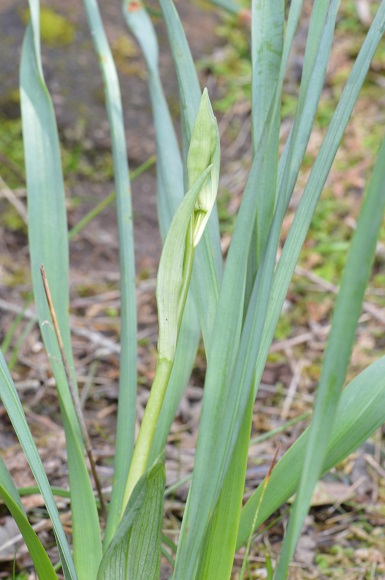 ophrys da det.jpg