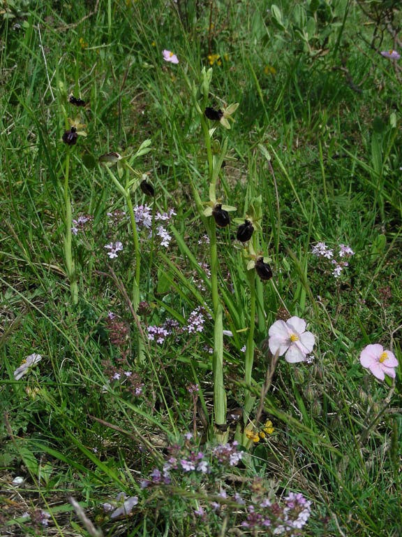 11 Pompeiana 19 mag 2009.jpg