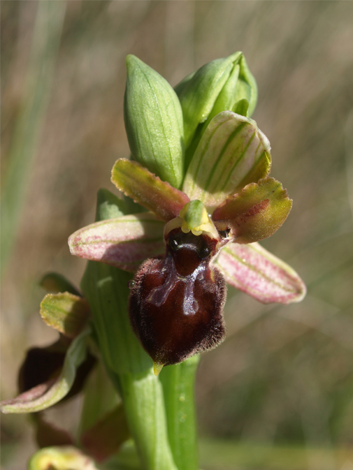 Ophrys-matheolana-1.jpg