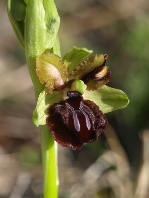 Ophrys-passionis-1.jpg