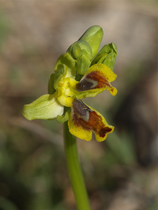 Ophrys-sicula-1.jpg