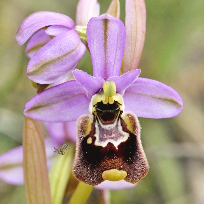 Ophrys tentredinifera neglecta x Ophrys annaew1.jpg