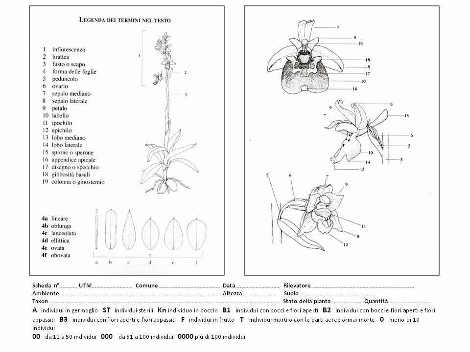 scheda per rilevamenti (2).jpg