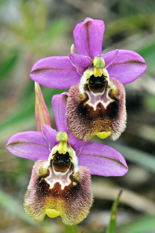 Ophrys tentredinifera neglecta x Ophrys annae2w.jpg