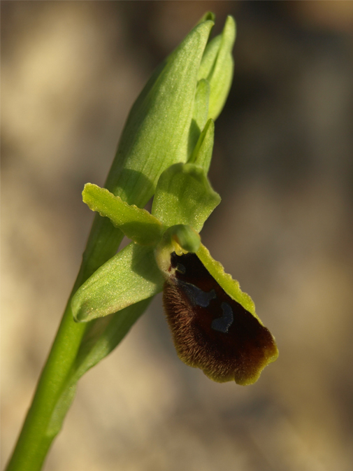 Ophrys-tarentina-01.jpg
