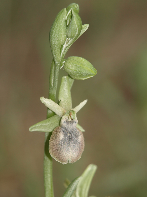 Ophrys-tarentina-01.jpg