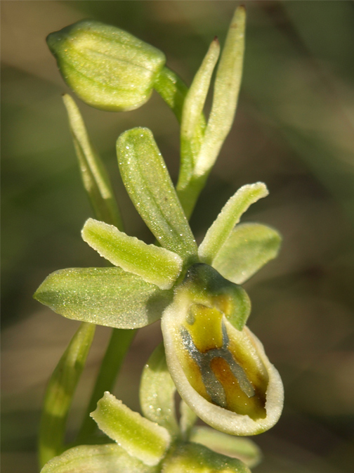 Ophrys-tarentina-02.jpg