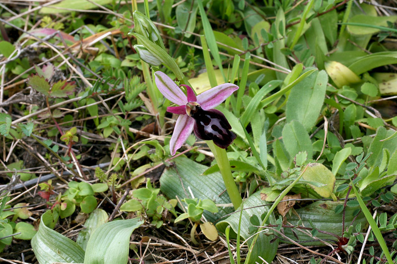 5n-ophrys-ferrum-equinum f. parnassica-XMG_7083.jpg