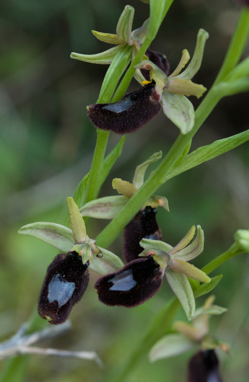 Op--Bertoloniformis-C-.jpg