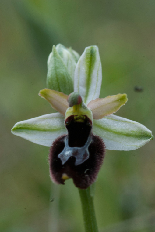 Pianta-1B-6704.jpg