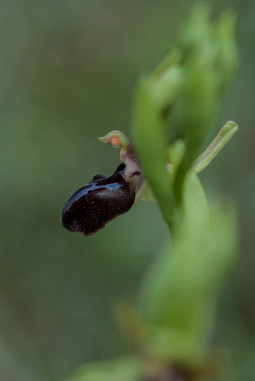 Pianta-3C-6871.jpg