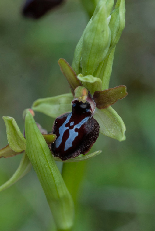 Pianta-3B-6871.jpg