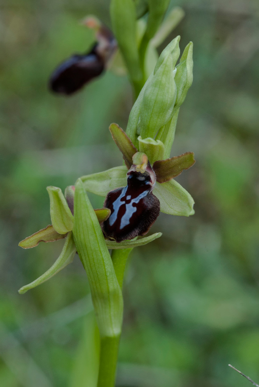 Pianta-3A-6871.jpg