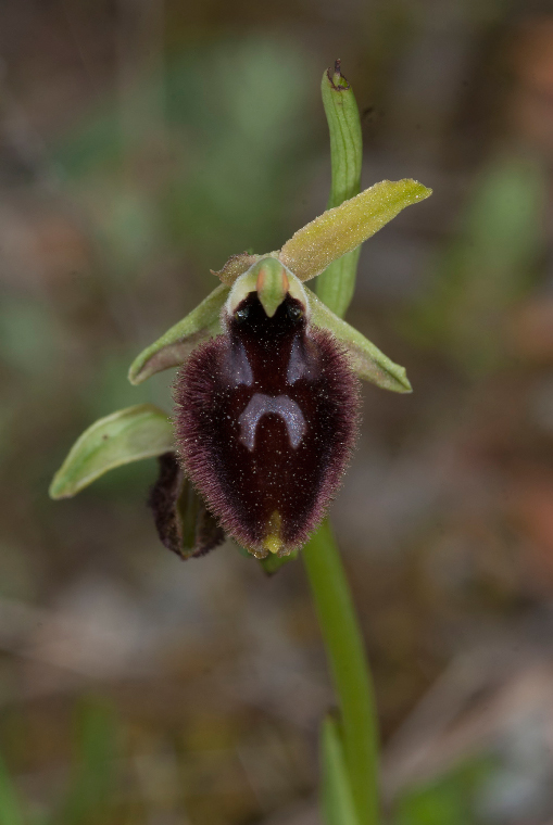 Pianta-5.jpg