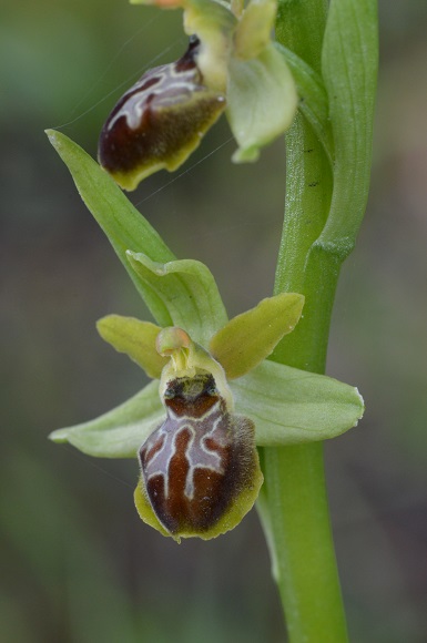 ophrys 7.jpg