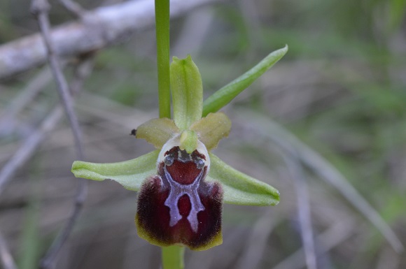ophrys 5.jpg