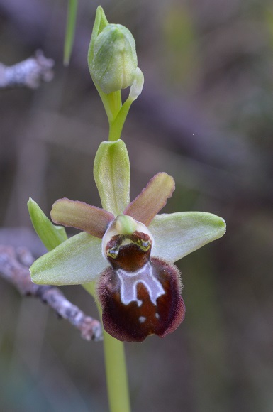 ophrys 3.jpg